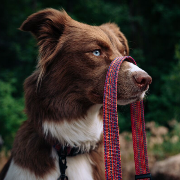 Del Dia Dog Leash